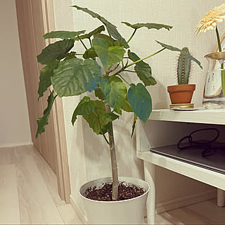 ウンベラータ早く大きくなぁれのインテリア実例 Roomclip ルームクリップ