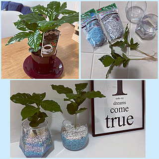 観葉植物 カラーゼオライトのおしゃれなアレンジ 飾り方のインテリア実例 Roomclip ルームクリップ