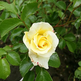 机/花のある暮らし/植物のある暮らし/いいね!押し逃げばかりでごめんなさい。/いいね&フォローありがとうございます☆...などのインテリア実例 - 2017-06-01 06:55:58