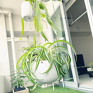 オリヅルランボニーのインテリア実例 Roomclip ルームクリップ オリヅルランボニーのインテリア実例 Roomclip ルームクリップ