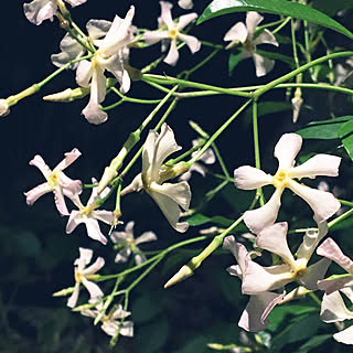 テイカカズラの花のインテリア実例 Roomclip ルームクリップ