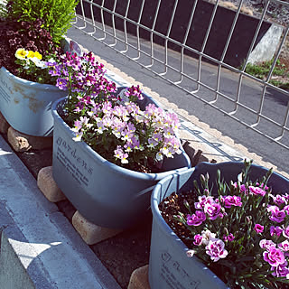 ダイアンサスピンクキッスのインテリア実例 Roomclip ルームクリップ ダイアンサスピンクキッスのインテリア実例 Roomclip ルームクリップ