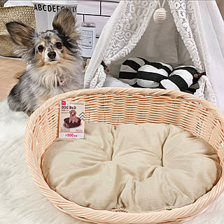 犬用ベッドのインテリア実例 Roomclip ルームクリップ