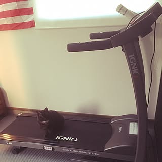 猫 ぬこのインテリア実例 | RoomClip(ルームクリップ)