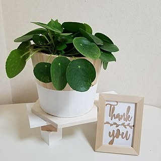 観葉植物/ペペロミオイデス/wood調/植物のある暮らし/北欧...などのインテリア実例 - 2018-03-21 20:06:45