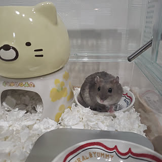 ブルーサファイアハムスターのインテリア実例 Roomclip ルームクリップ