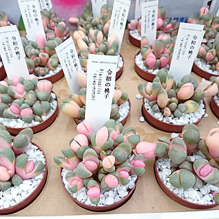 多肉植物 メセンのインテリア実例 Roomclip ルームクリップ