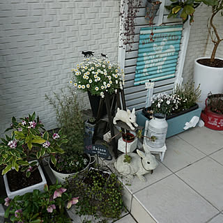 花のある暮らし 沈丁花のインテリア実例 Roomclip ルームクリップ