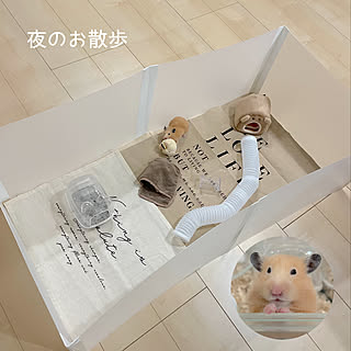 ハムスター ハムスターと暮らすのインテリア実例 Roomclip ルームクリップ ハムスター ハムスターと暮らすのインテリア実例 Roomclip ルームクリップ