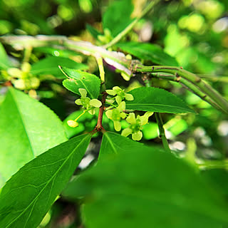 ニシキギ ニシキギの花のインテリア実例 Roomclip ルームクリップ ニシキギ ニシキギの花のインテリア実例 Roomclip ルームクリップ