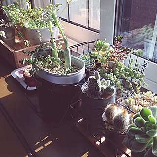 飯盒に多肉寄せ植え のインテリア実例 Roomclip ルームクリップ 飯盒に多肉寄せ植え のインテリア実例 Roomclip ルームクリップ