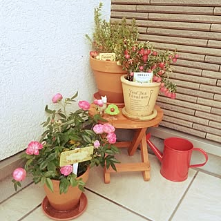 植物 ハッピーベリーのインテリア実例 Roomclip ルームクリップ