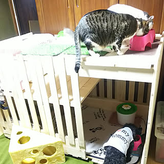 猫小屋diyのインテリア 手作りの実例 Roomclip ルームクリップ