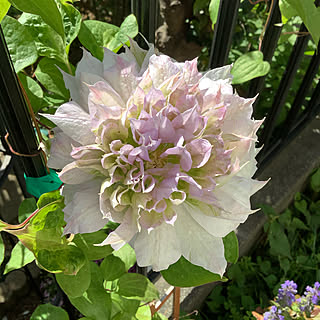 湘南のクレマチスのインテリア実例 Roomclip ルームクリップ