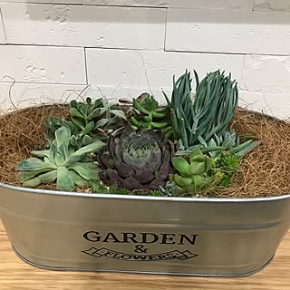 リビング/ニトリのバケツ/植物のある暮らし/初めての寄せ植え/多肉ちゃん大好き❤︎...などのインテリア実例 - 2017-05-24 22:41:59