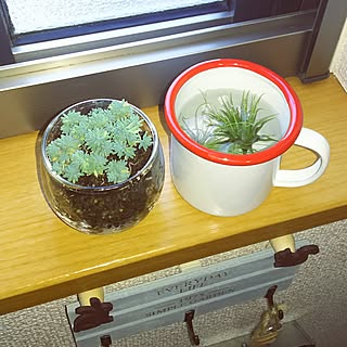 キッチン/naturalkitchen&/ホーローマグ/エアープランツ♡/Daiso...などのインテリア実例 - 2017-07-15 06:47:24
