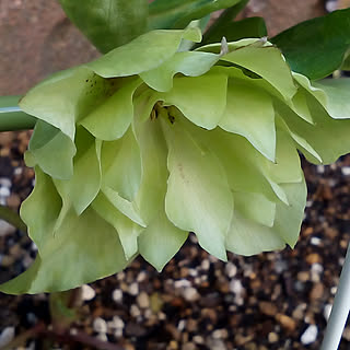 壁/天井/NO GREEN NO LIFE/花のある暮らし/ガーデニング/ガーデン...などのインテリア実例 - 2020-02-23 13:36:58