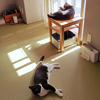 部屋全体/団らんスペース/ねこと暮らす。/猫ばかりですみません/保護猫...などのインテリア実例 - 2020-07-02 15:30:20