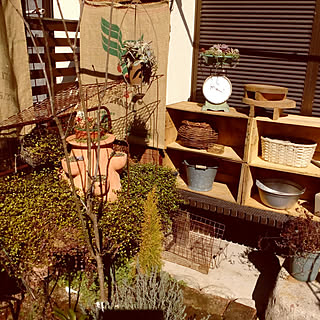 NO GREEN NO LIFE/古道具のある暮らし/スケール/サビサビ/ジャンクガーデン...などのインテリア実例 - 2020-02-24 10:55:52