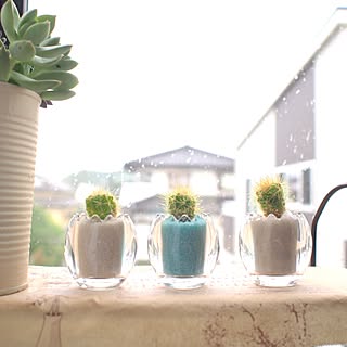 サボテン カラーサンドのおしゃれなアレンジ 飾り方のインテリア実例 Roomclip ルームクリップ