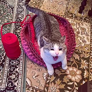 ベッド周り/ズパゲッティベッド/ねことここちよく暮らす/猫/手編み...などのインテリア実例 - 2017-01-24 00:33:22