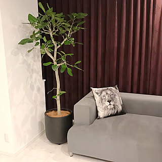 リビング 大型観葉植物のインテリア実例 Roomclip ルームクリップ