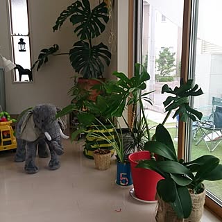 セローム 挿し木モンステラのおしゃれなアレンジ 飾り方のインテリア実例 Roomclip ルームクリップ