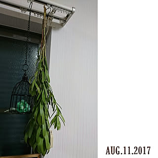 リビング/リューカデンドロン/リューカデンドロンドライ/100均/スワッグのインテリア実例 - 2017-08-11 23:09:58