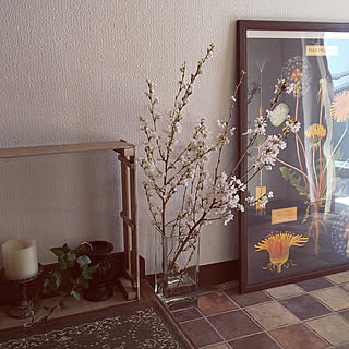 彼岸桜のインテリア実例 Roomclip ルームクリップ