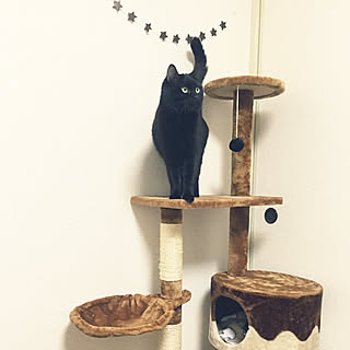部屋全体/いいね&フォローありがとうございます♡/いいねと、フォローの押し逃げすみません!/ねこばかりですいません/ねこと暮らす...などのインテリア実例 - 2018-03-07 22:43:12