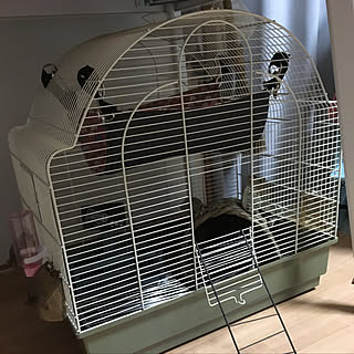 棚/可愛かったので。゚(^ω^;)゚。/ケージは鳥用です/小動物/何を飼うかはお楽しみに♡...などのインテリア実例 - 2018-02-27 18:27:54