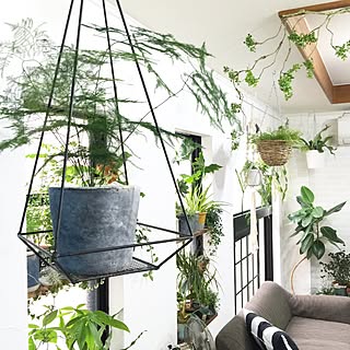 壁/天井/植物/関西好きやねん会/ZOO会♡/中古住宅...などのインテリア実例 - 2016-06-19 16:56:33