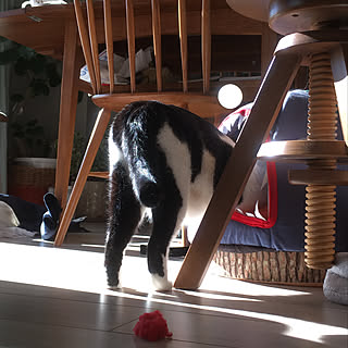 猫 フライングタイガーのインテリア実例 Roomclip ルームクリップ 猫 フライングタイガーのインテリア実例 Roomclip ルームクリップ