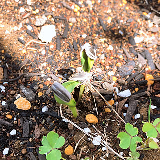 ひまわりの種のインテリア実例 Roomclip ルームクリップ