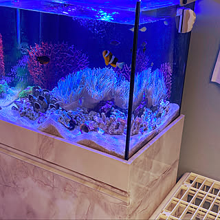 5人家族 オーバーフロー水槽のレイアウト おしゃれなインテリアコーディネートの実例 Roomclip ルームクリップ