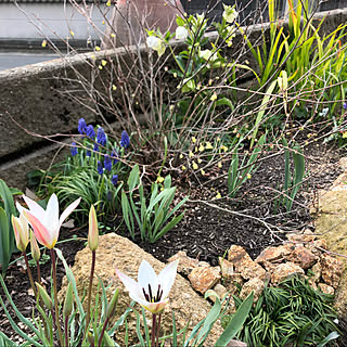 ステラータのインテリア実例 Roomclip ルームクリップ