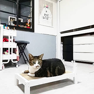 猫ベッドdiyのインテリア 手作りの実例 Roomclip ルームクリップ