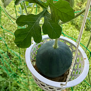 玄関/入り口/NO GREEN NO LIFE/景色が大好き/里山/観葉植物...などのインテリア実例 - 2018-07-30 10:55:23