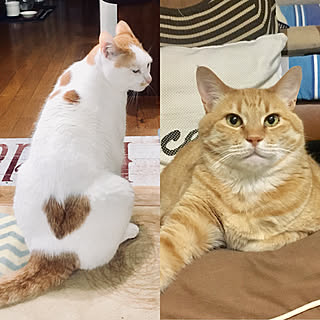 お尻ハート/シッポは長くて自慢です/No Green No Life/猫と暮らす/茶トラ猫...などのインテリア実例 - 2018-06-12 00:25:01