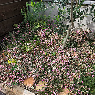 ヒメツルソバのインテリア実例 Roomclip ルームクリップ