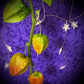 壁 天井 ほおずきのインテリア実例 Roomclip ルームクリップ