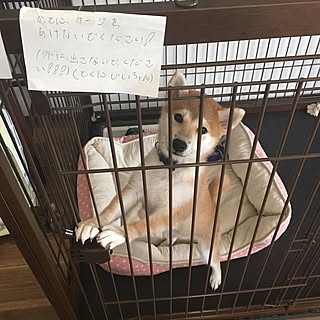 新居 柴犬のインテリア レイアウト実例 Roomclip ルームクリップ