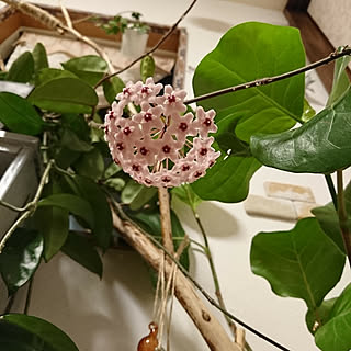 シーグレープ 観葉植物のある暮らしのインテリア実例 Roomclip ルームクリップ