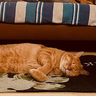 ベッド周り/ソファーは猫のもの/ラグでお昼寝中/No Green No Life/猫と暮らす...などのインテリア実例 - 2018-08-19 14:53:07