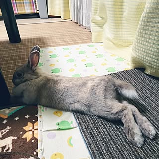 ベッド周り うさぎが好きで好きでたまらない のインテリア実例 Roomclip ルームクリップ ベッド周り うさぎが好きで好きでたまらない のインテリア実例 Roomclip ルームクリップ