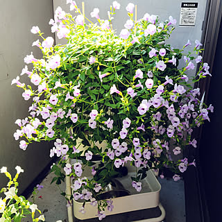 見切り品の花のインテリア実例 Roomclip ルームクリップ