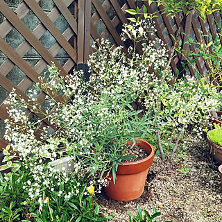 宿根かすみ草のインテリア実例 Roomclip ルームクリップ