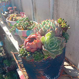 多肉植物 ティッピーのインテリア実例 Roomclip ルームクリップ