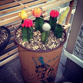 サボテンの寄せ植えのインテリア実例 Roomclip ルームクリップ サボテンの寄せ植えのインテリア実例 Roomclip ルームクリップ