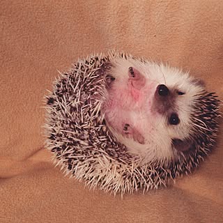 リビング はりねずみが好き のインテリア実例 Roomclip ルームクリップ